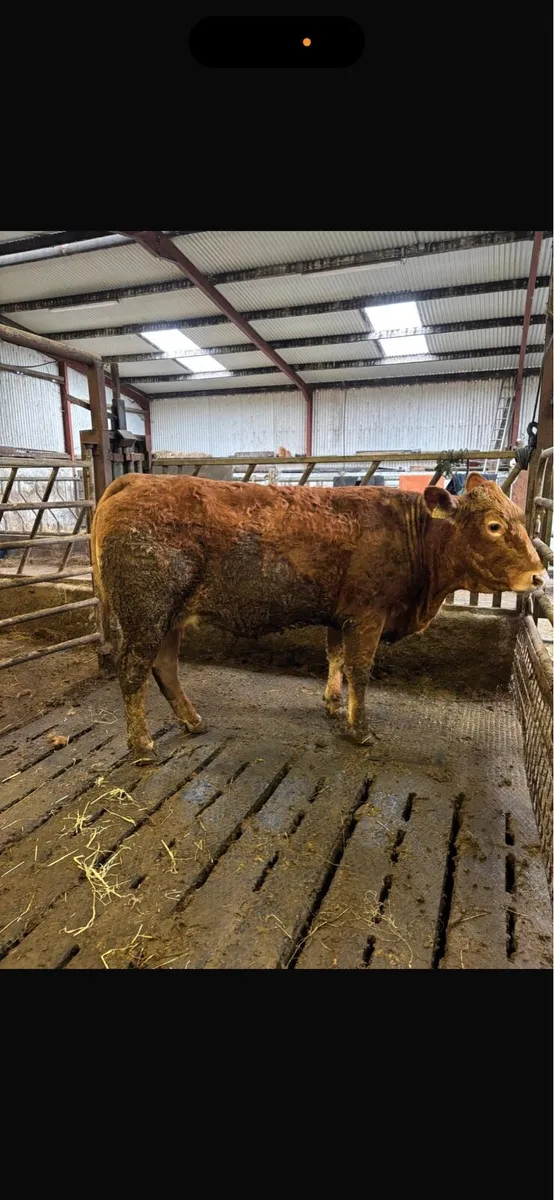 2 first calved heifers - Image 4