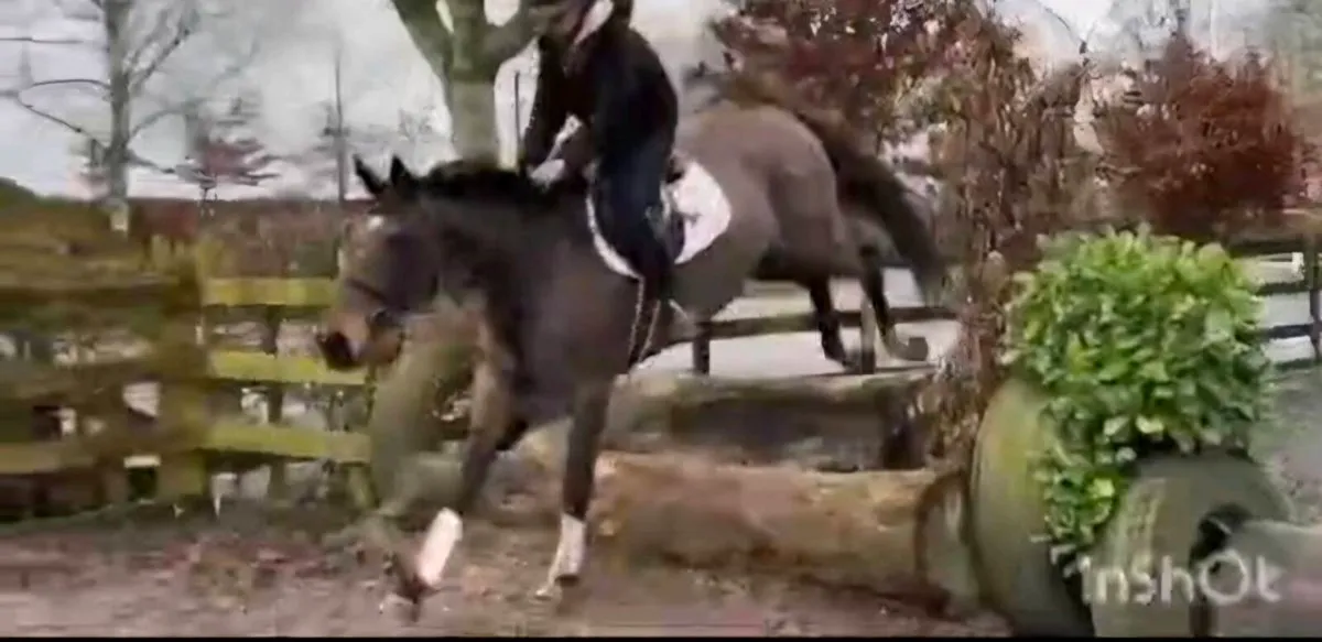 Perfect riding club horse - Image 2