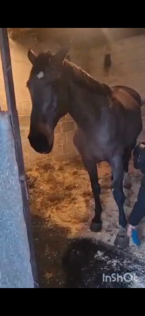 Perfect riding club horse - Image 4