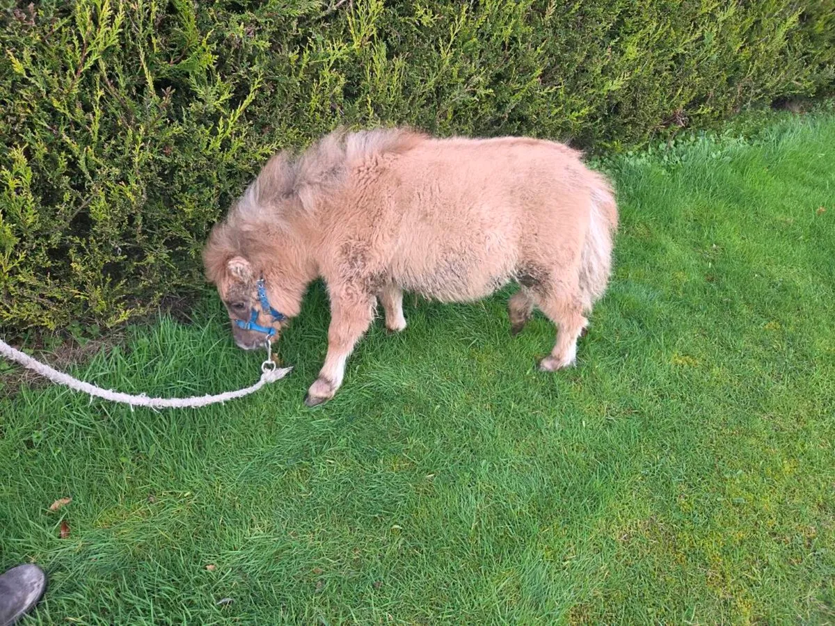 Miniature Foal. - Image 1