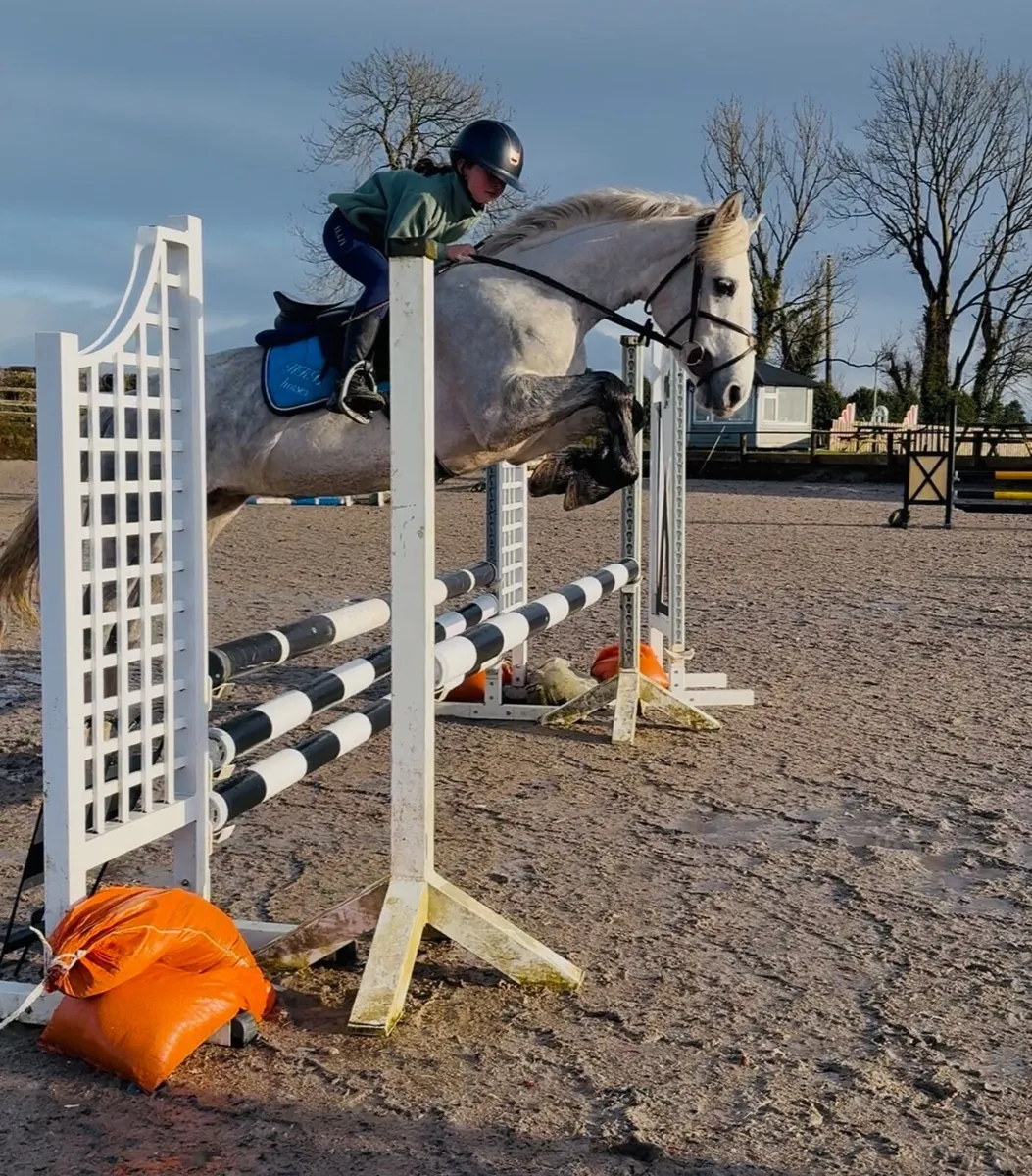 4yo 147cm mare - Image 1