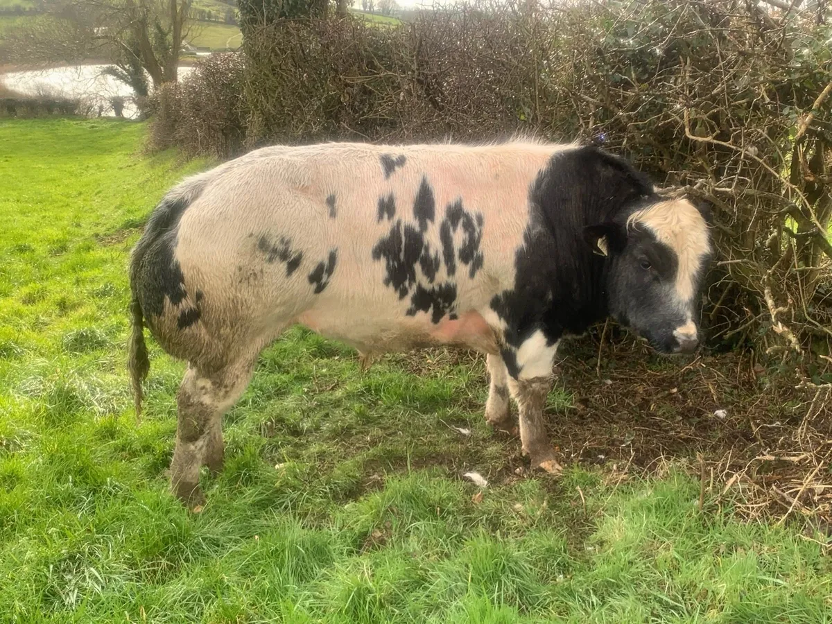 Chocolat d’ochamps Belgian blue bull - Image 1