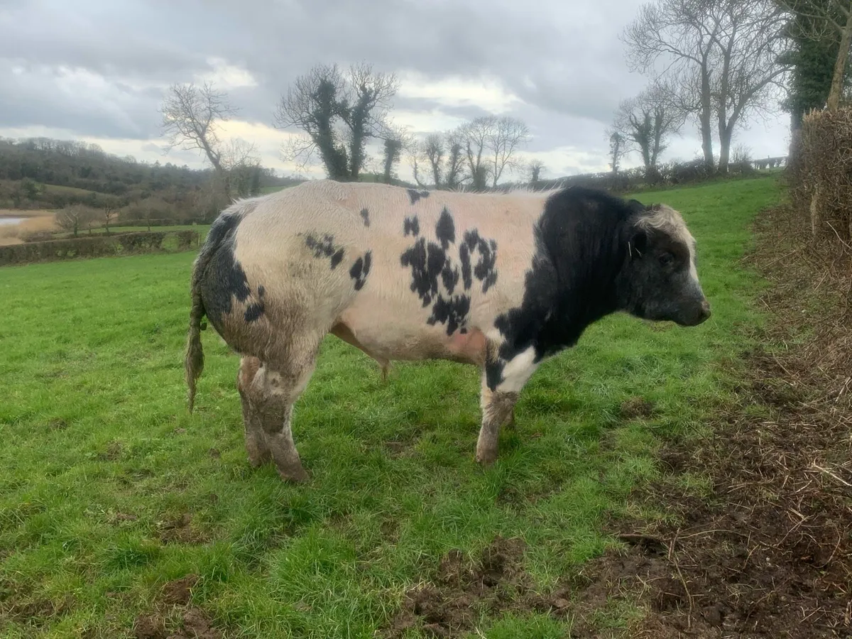 Chocolat d’ochamps Belgian blue bull - Image 2
