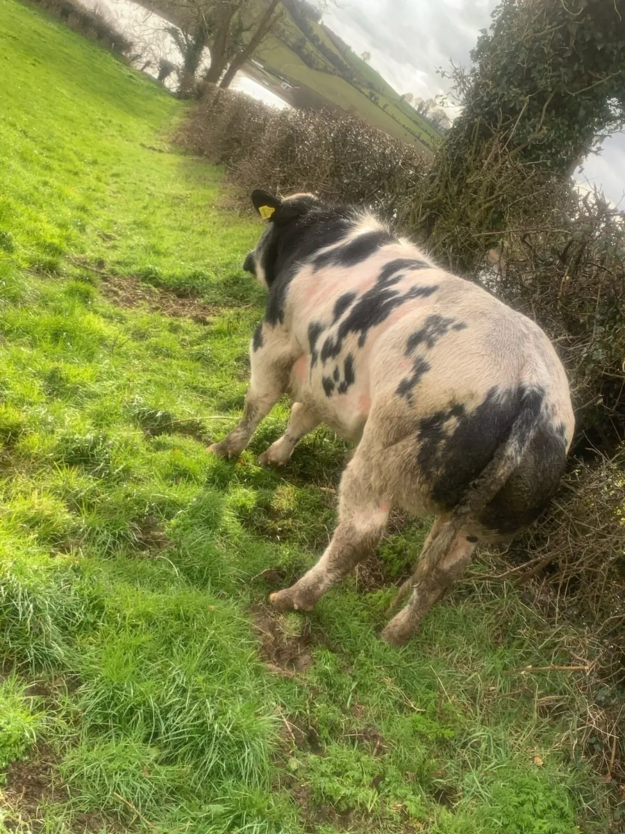Chocolat d’ochamps Belgian blue bull - Image 3