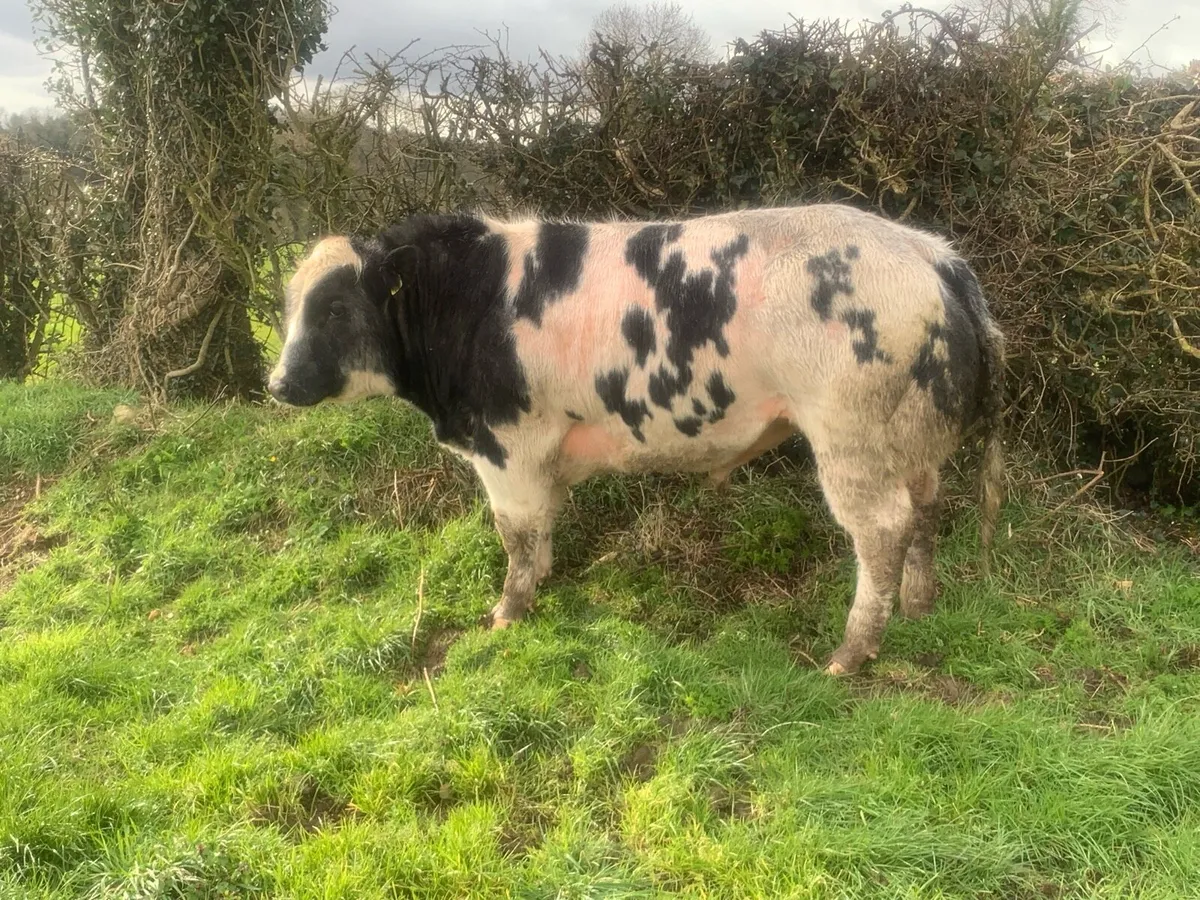 Chocolat d’ochamps Belgian blue bull - Image 4