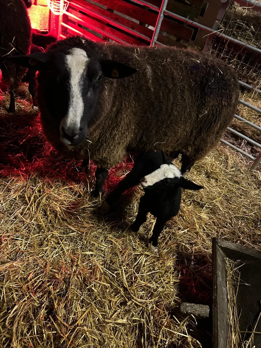Pedigree Zwartble ewe with lambs - Image 2