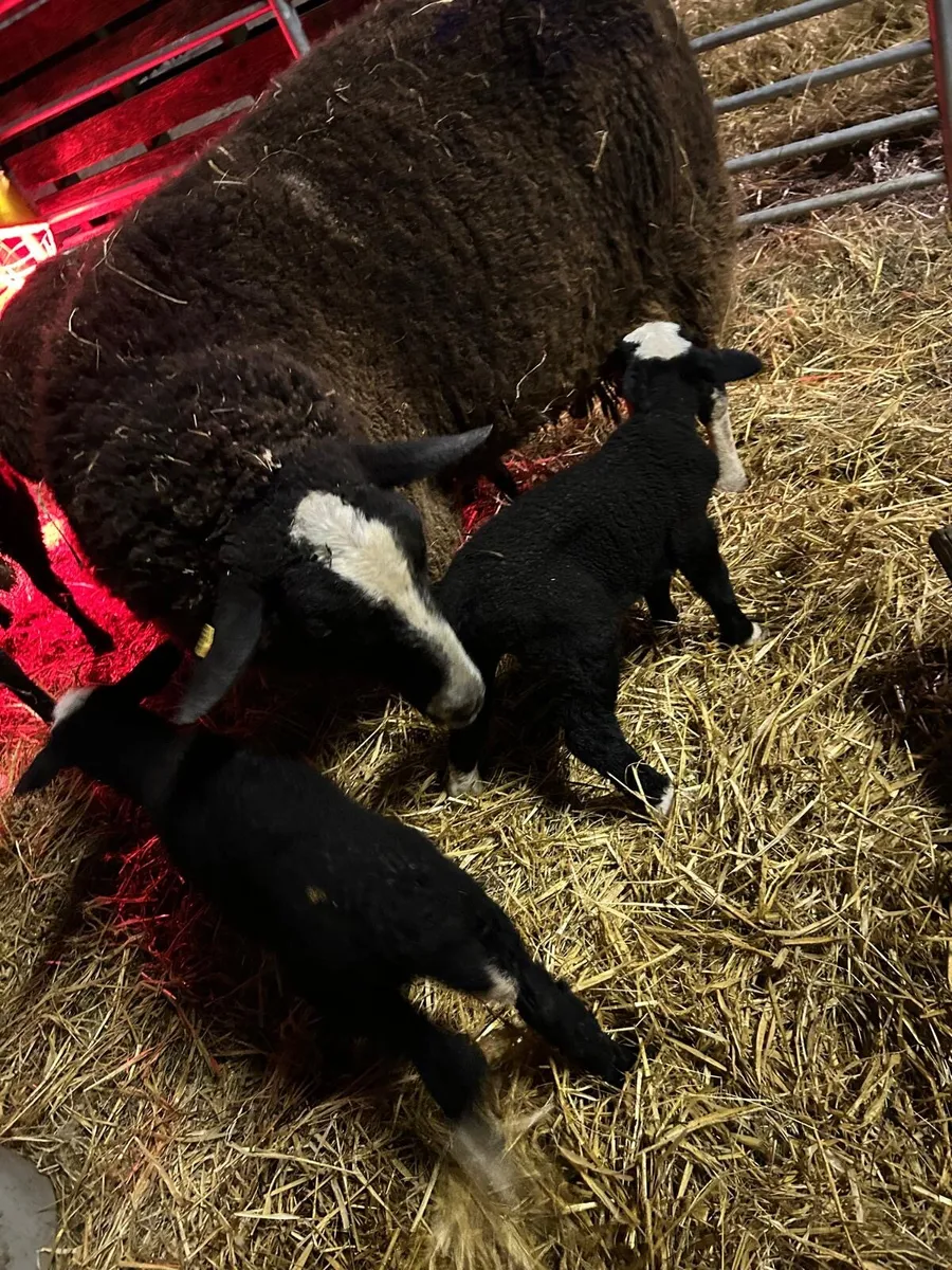 Pedigree Zwartble ewe with lambs - Image 3