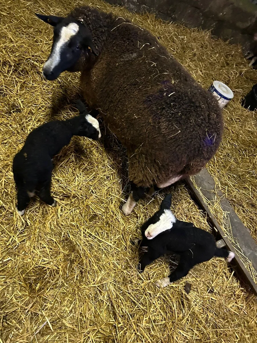 Pedigree Zwartble ewe with lambs - Image 4