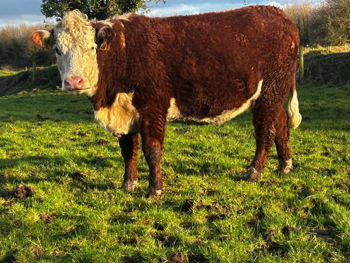 Pedigree In-Calf Hereford Heifer With Stars - Image 2