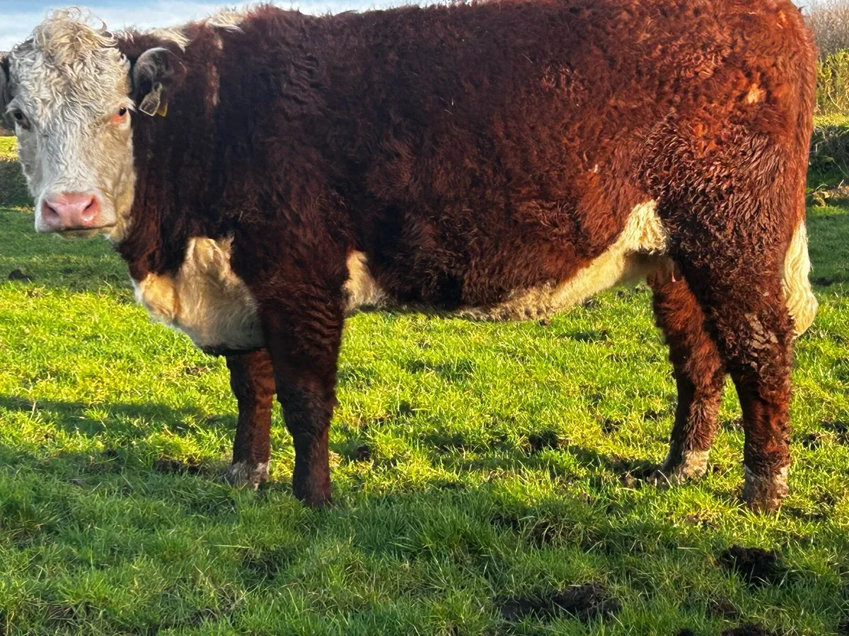 Pedigree In-Calf Hereford Heifer With Stars - Image 3