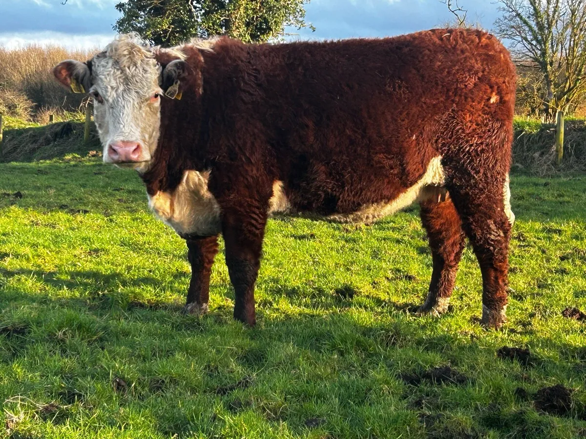 Pedigree In-Calf Hereford Heifer With Stars - Image 1