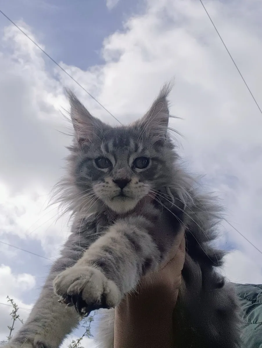 Silver Maine Coon Kitten - Image 1