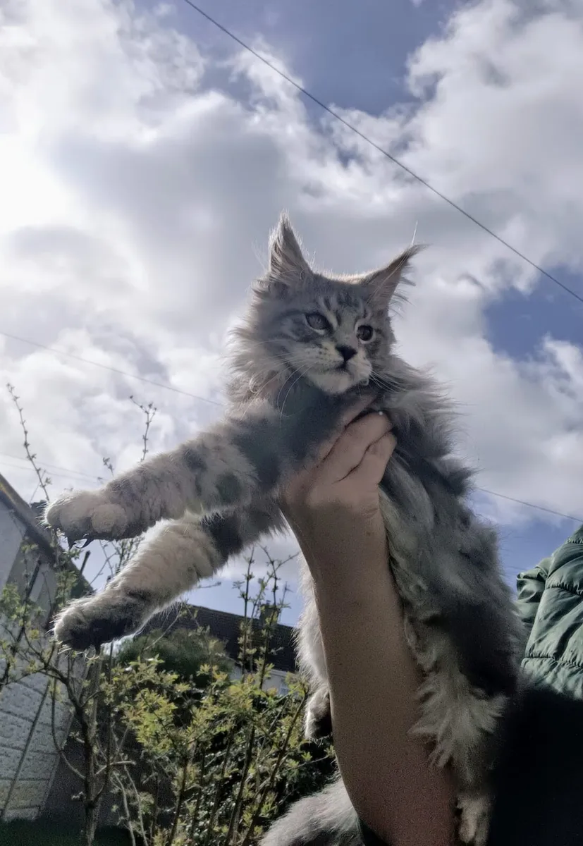 Silver Maine Coon Kitten - Image 2