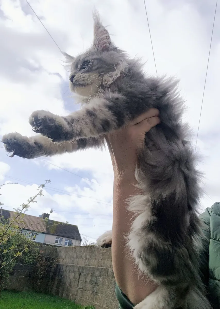 Silver Maine Coon Kitten - Image 3