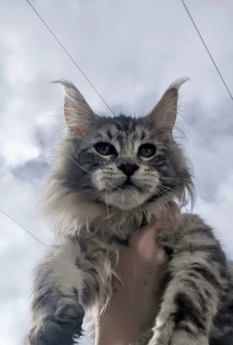 Silver Maine Coon Kitten - Image 4