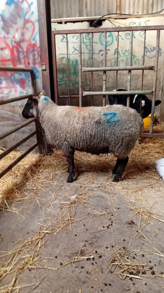 2 Foster ewes - Image 1