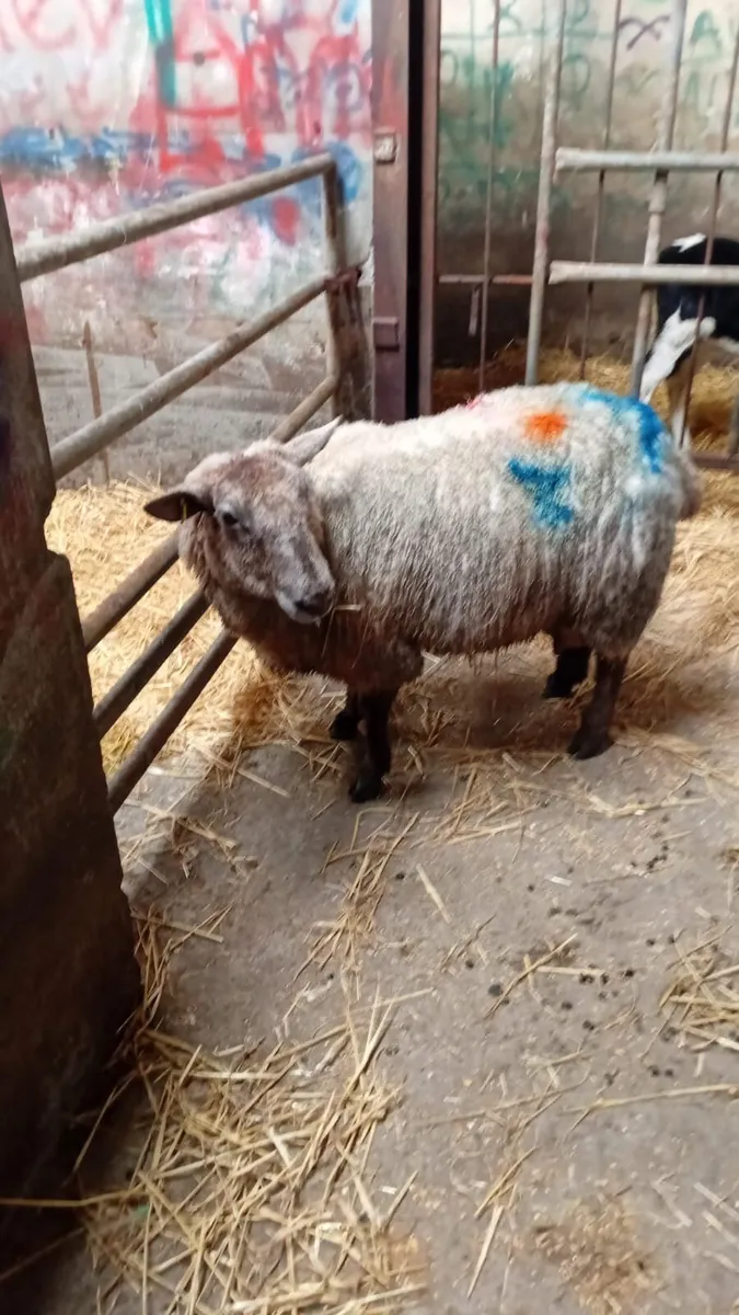 2 Foster ewes - Image 2