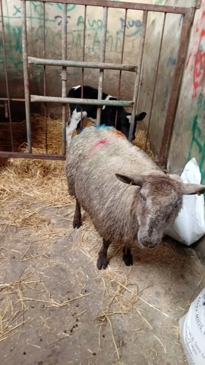 2 Foster ewes - Image 3