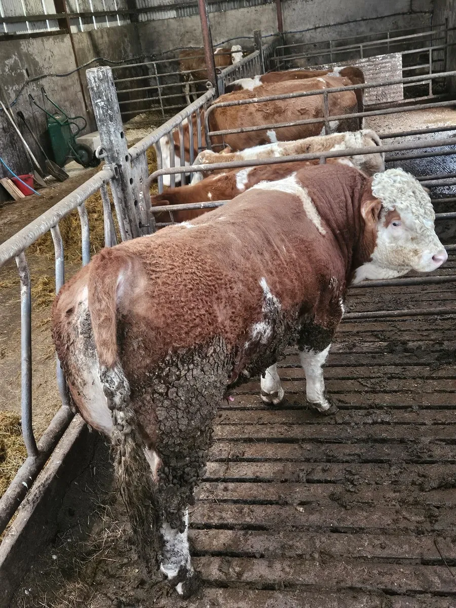 Simmental bull - Image 1