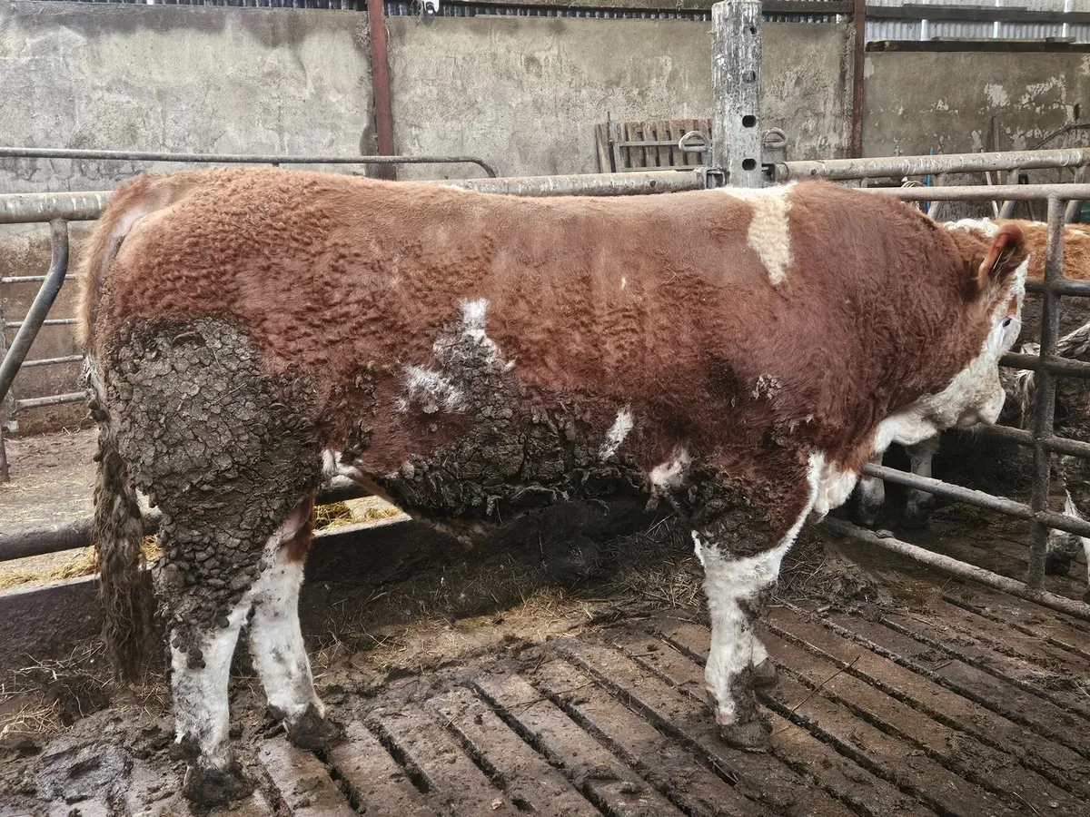 Simmental bull - Image 2