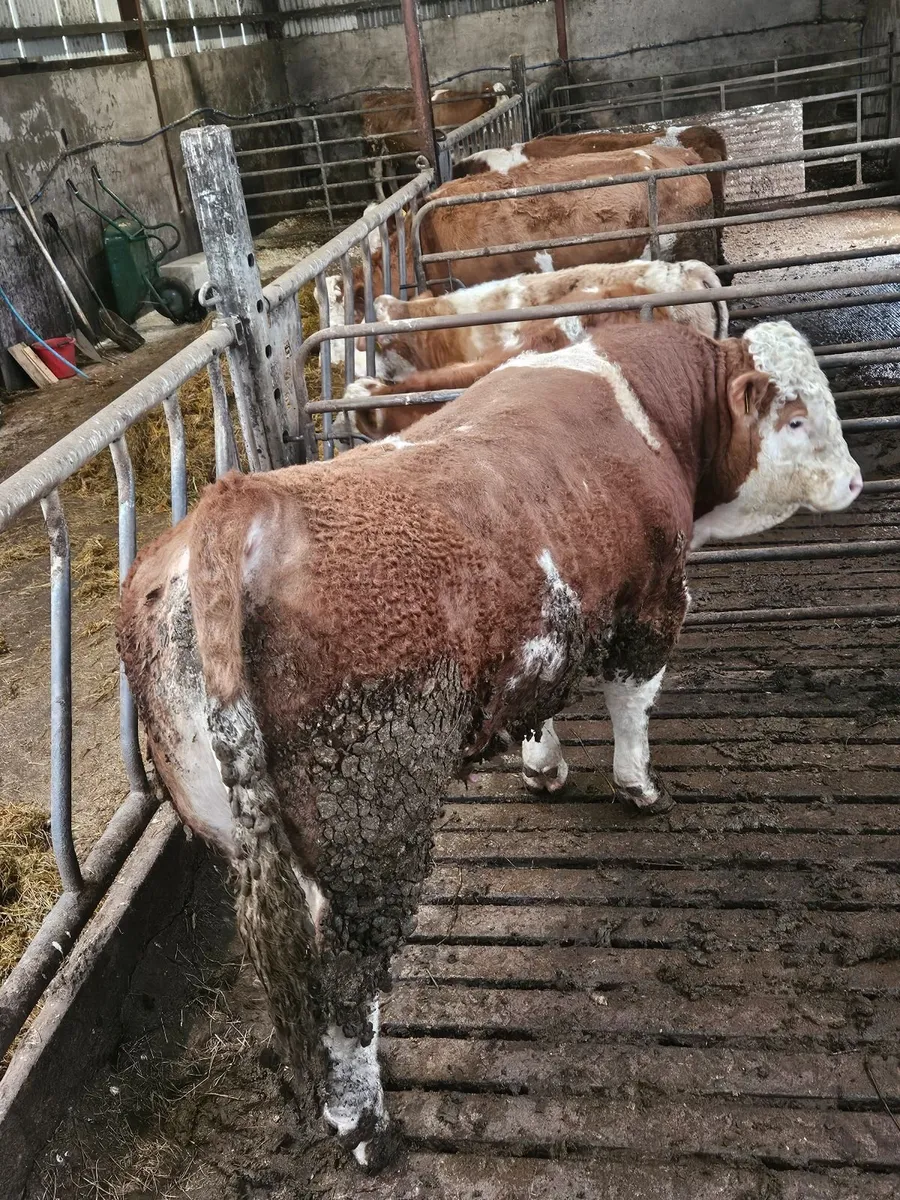 Simmental bull - Image 3