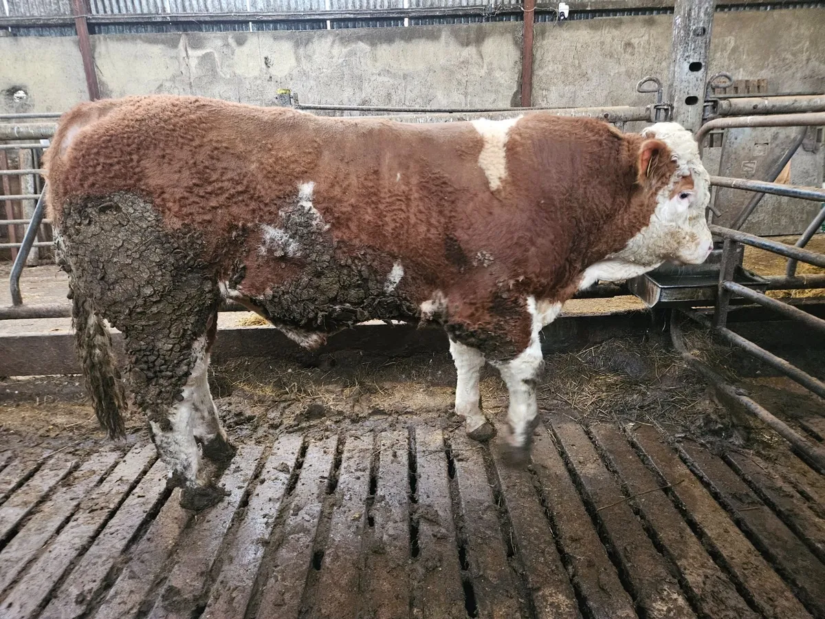 Simmental bull - Image 4