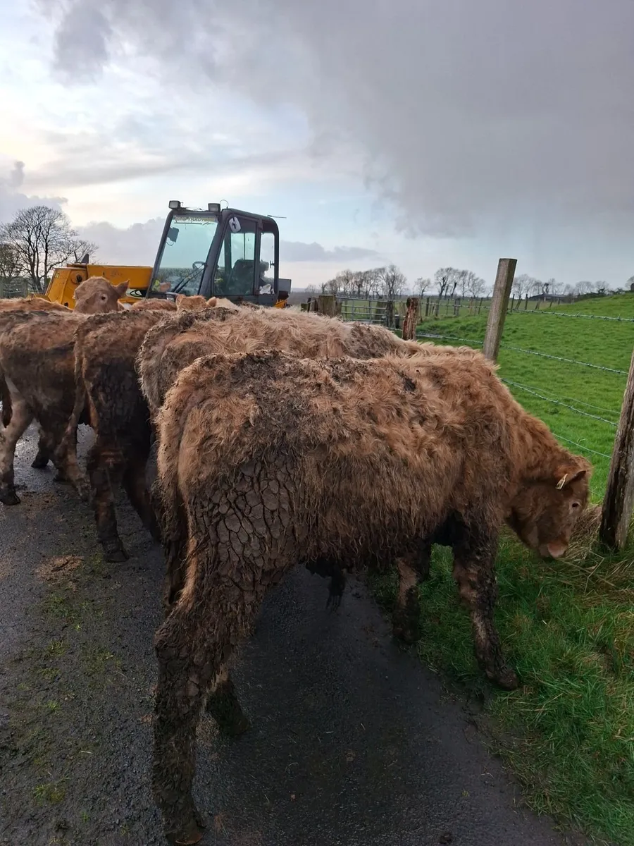 Charolais bulllocks - Image 1