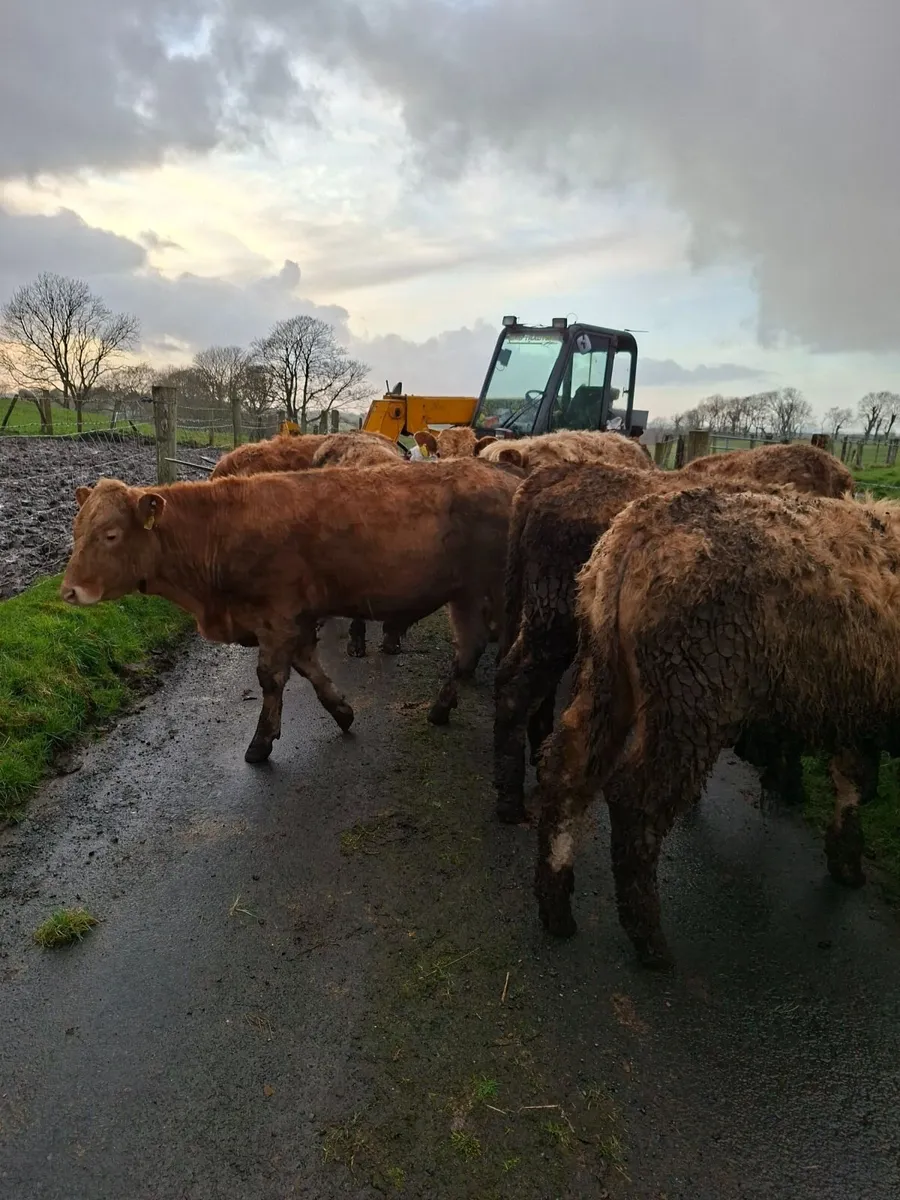 Charolais bulllocks - Image 2