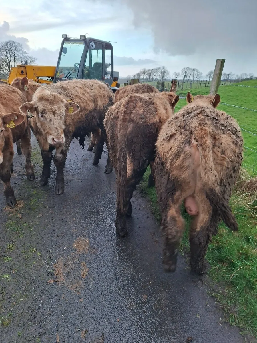 Charolais bulllocks - Image 4