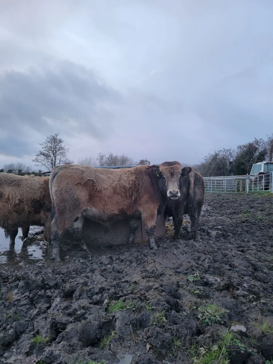 Aubrac bulls pnr - Image 1