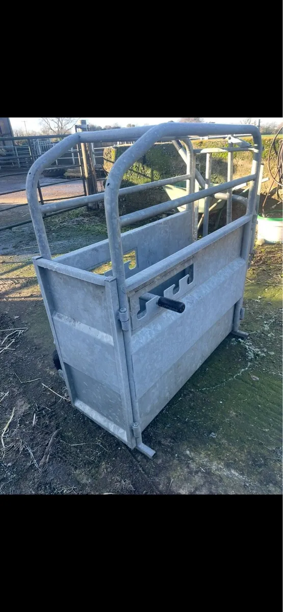 Condon calf dehorning crate - Image 2