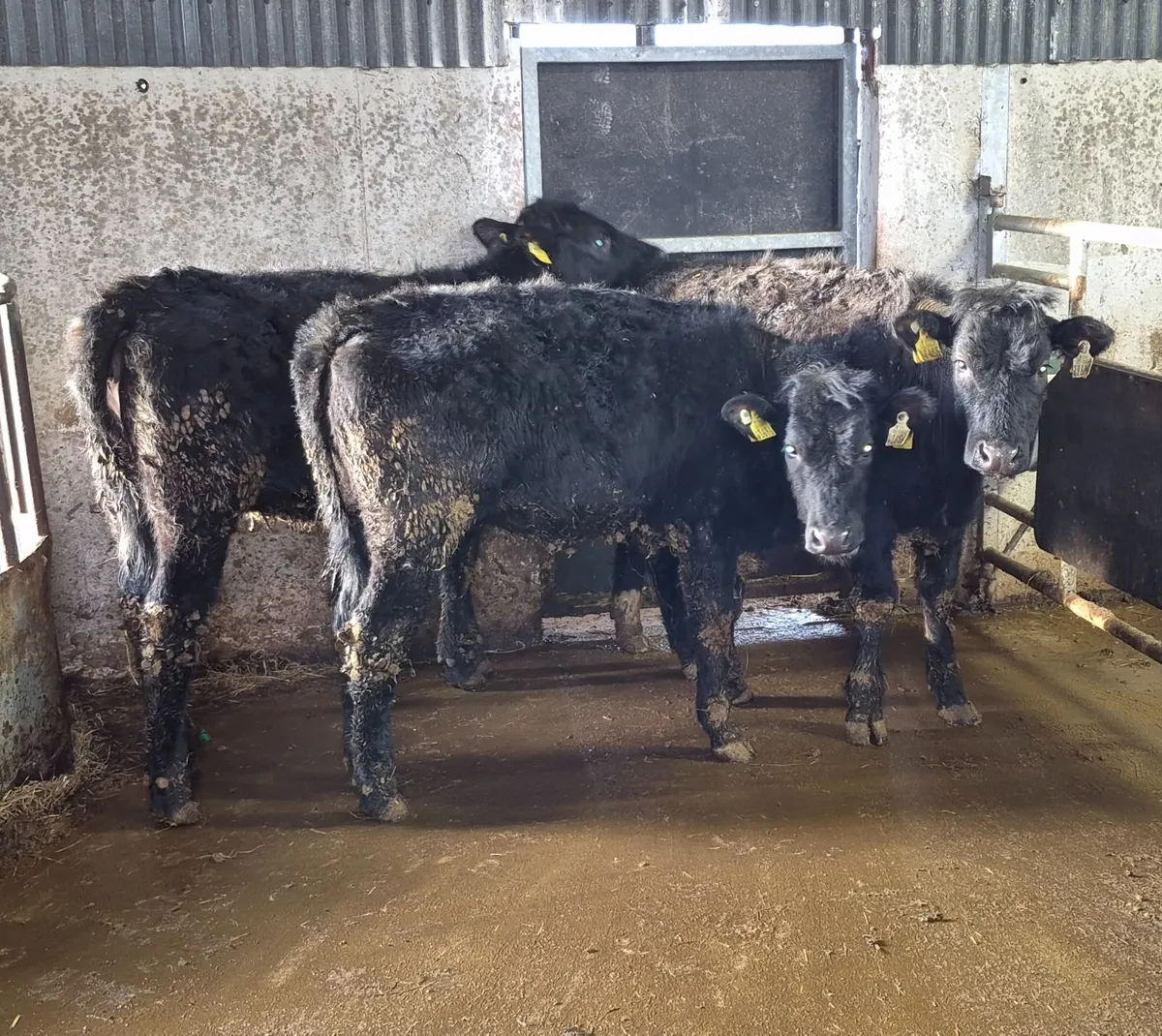 3 weanling heifers - Image 3