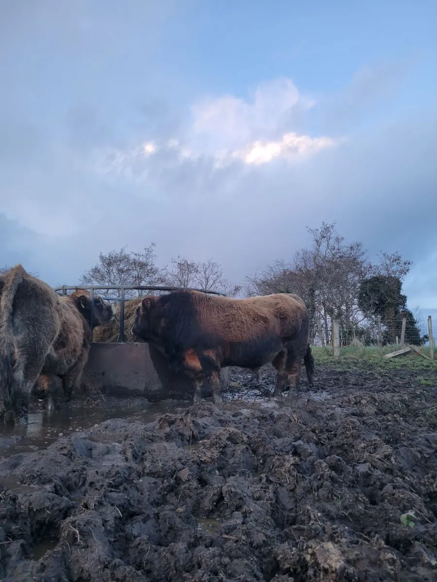 Aubrac bulls pnr - Image 2
