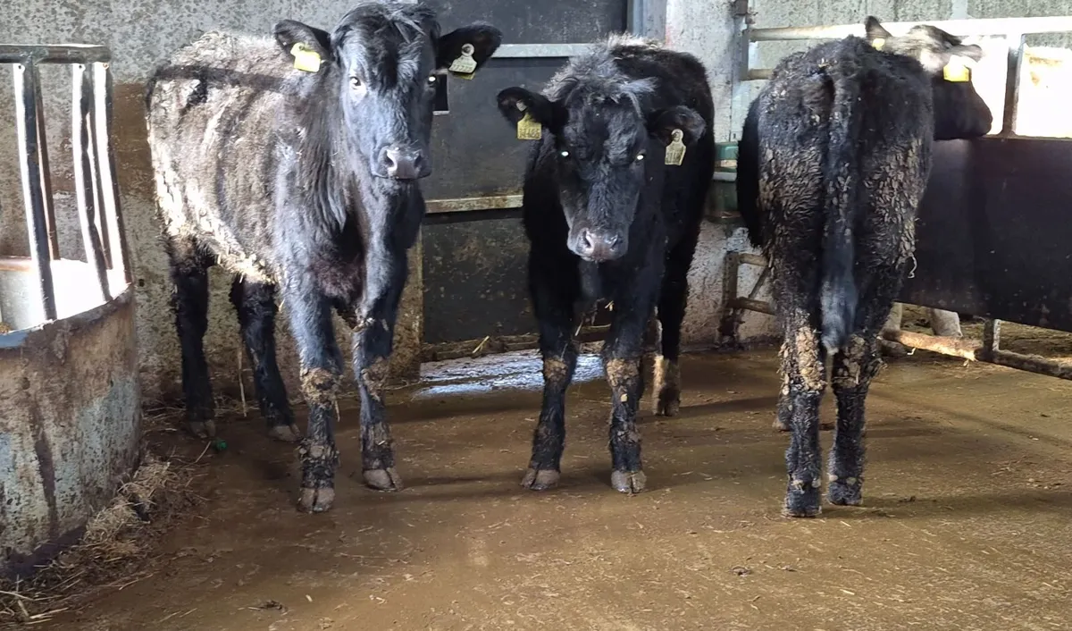 3 weanling heifers - Image 2