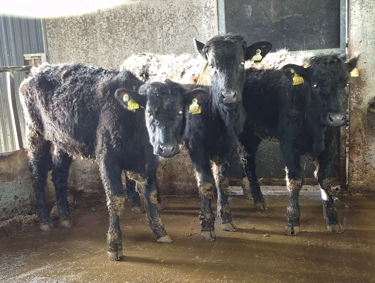 3 weanling heifers - Image 1