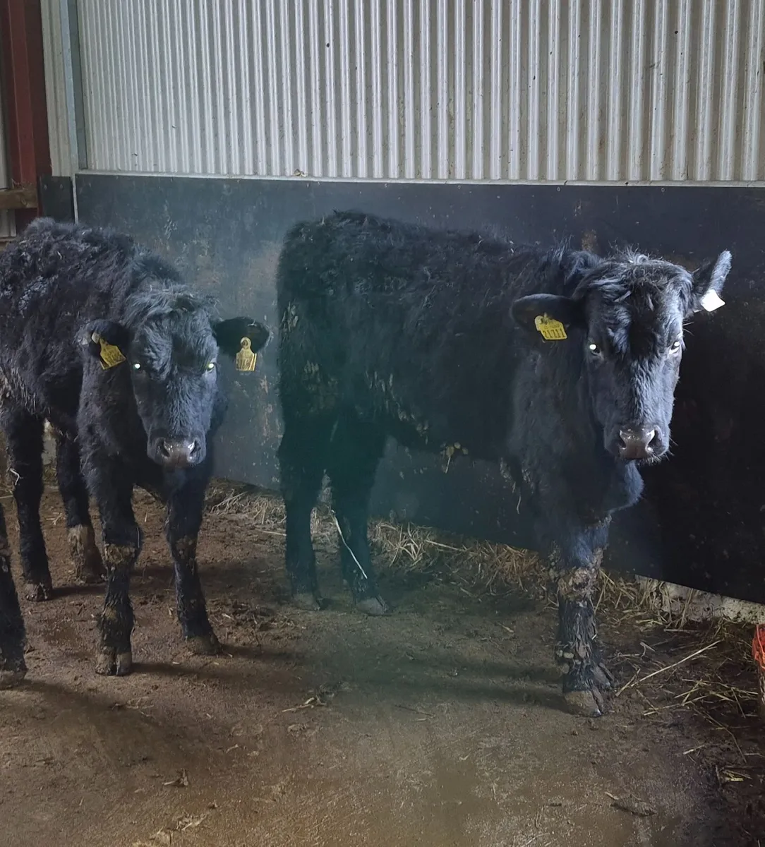 3 weanling heifers - Image 4
