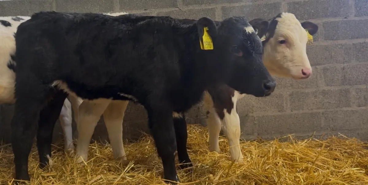 6 standout heifer calves - Image 1