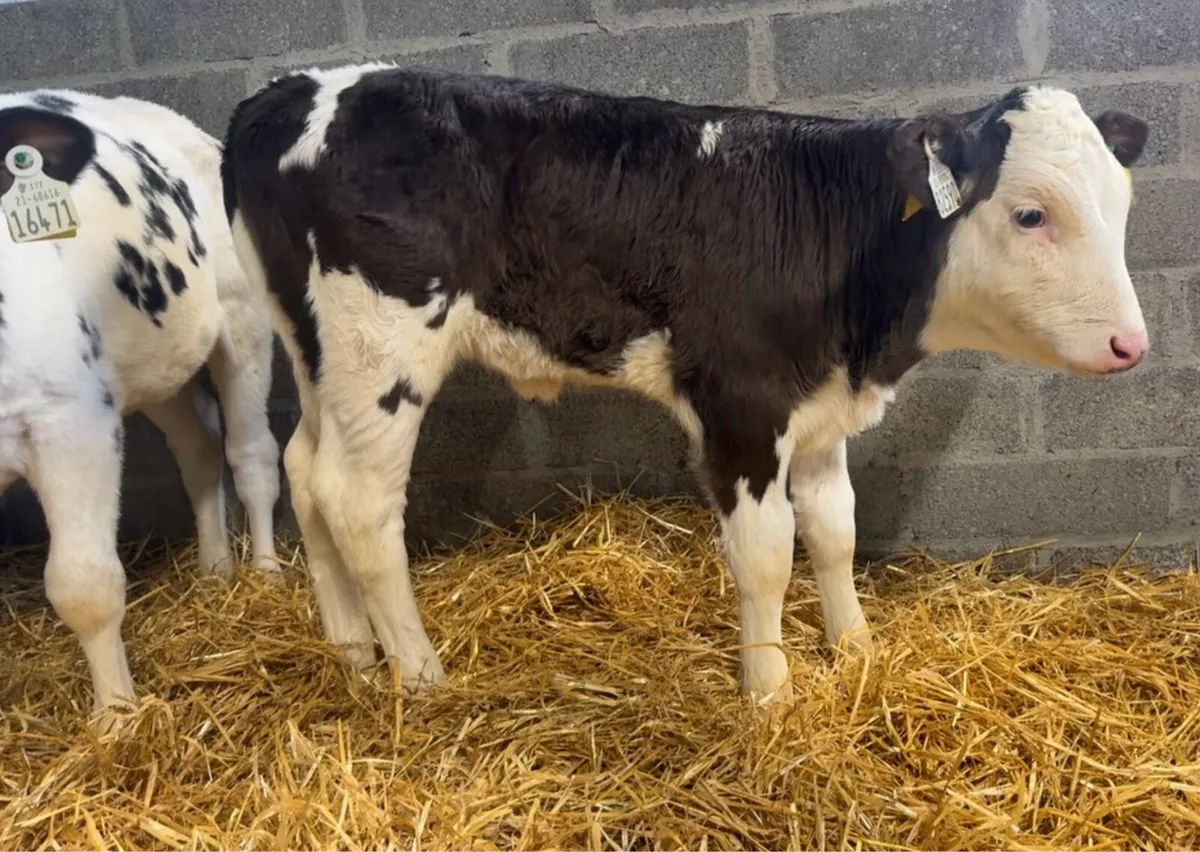 6 standout heifer calves - Image 2
