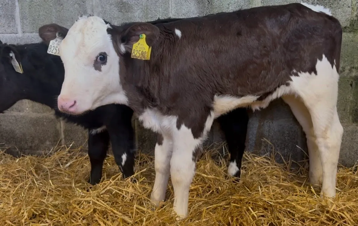 6 standout heifer calves - Image 3