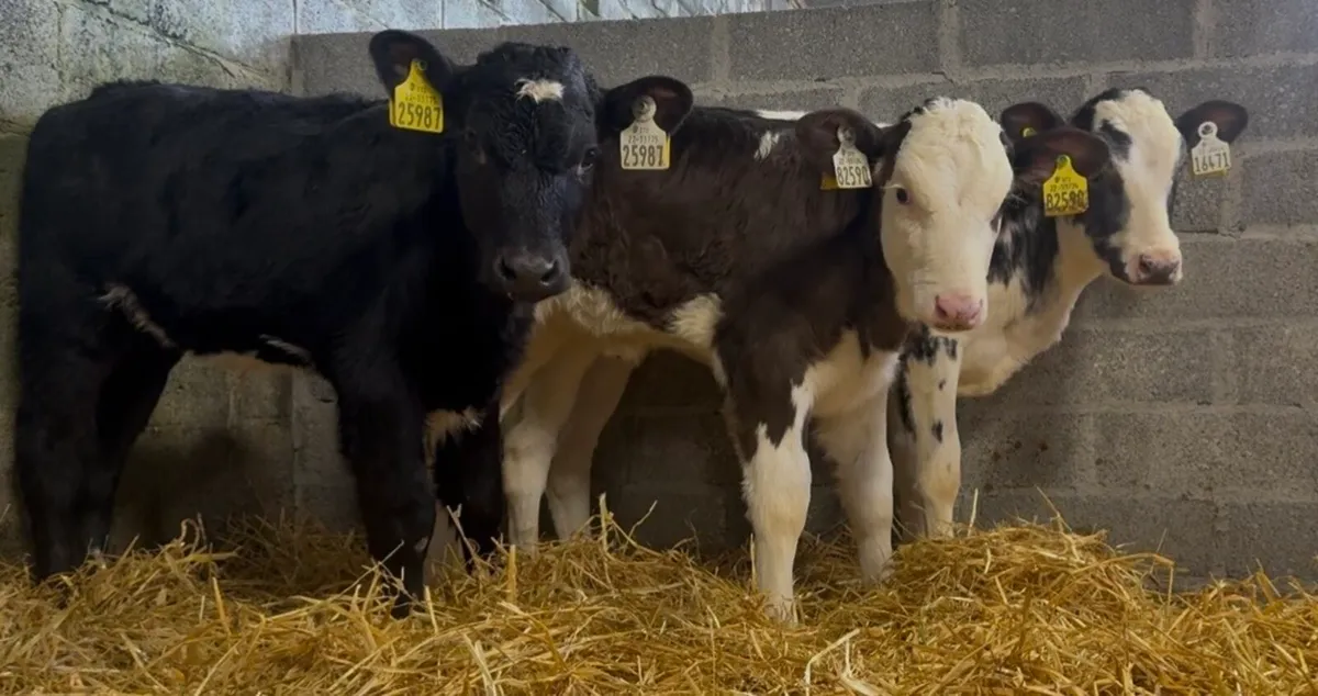6 standout heifer calves - Image 4