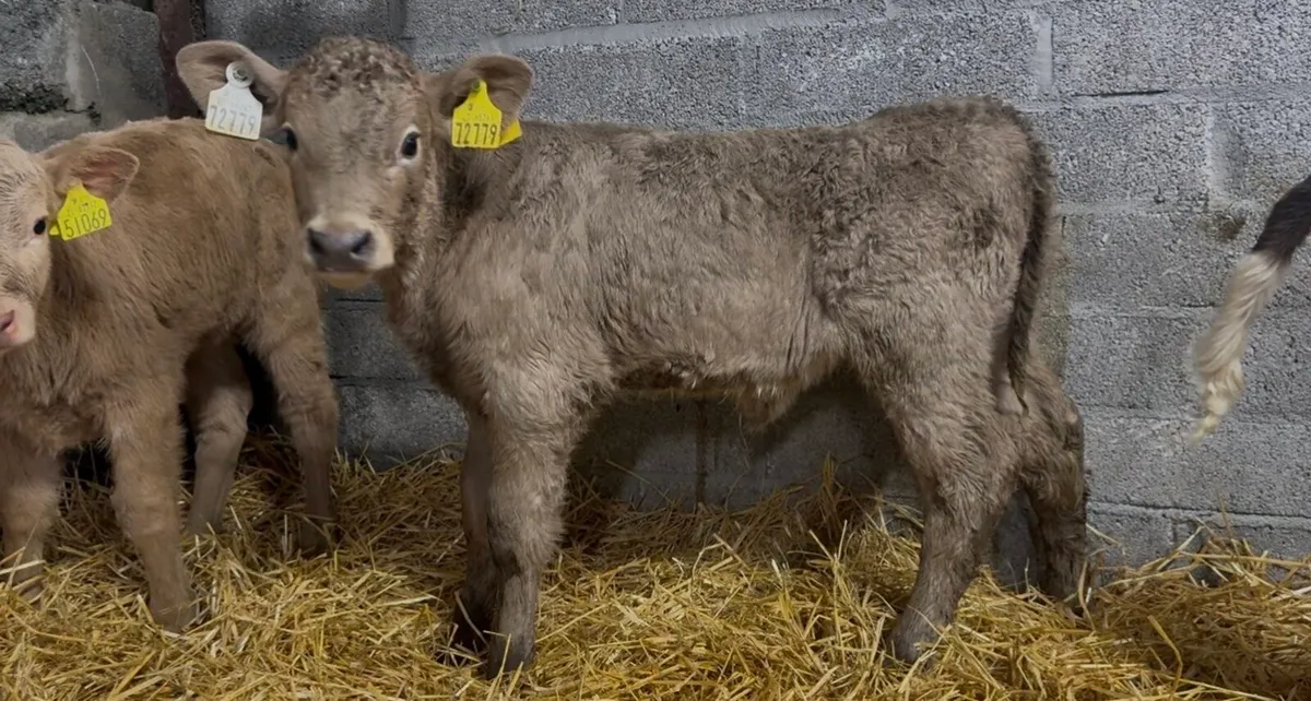 5 char heifer calves - Image 1