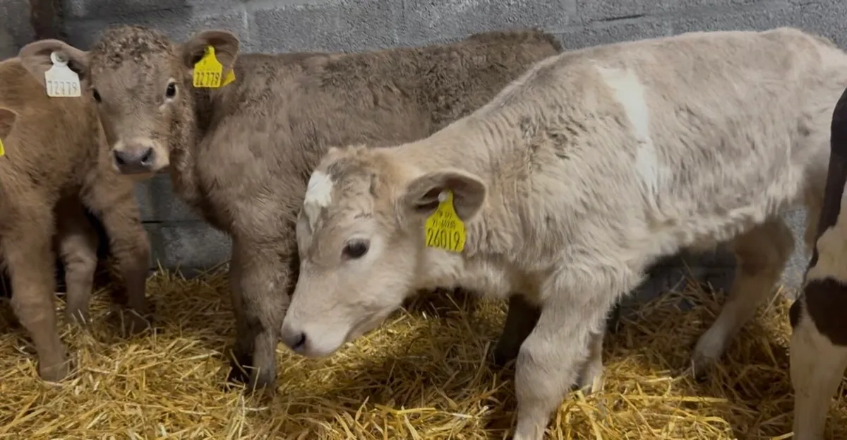 5 char heifer calves - Image 2