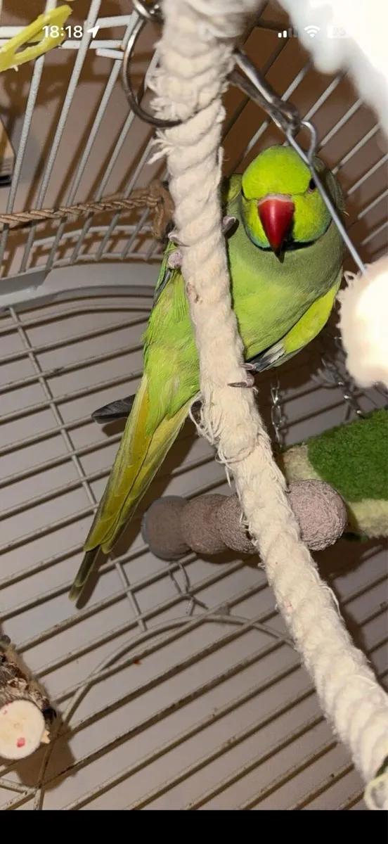 Indian ringneck male - Image 1