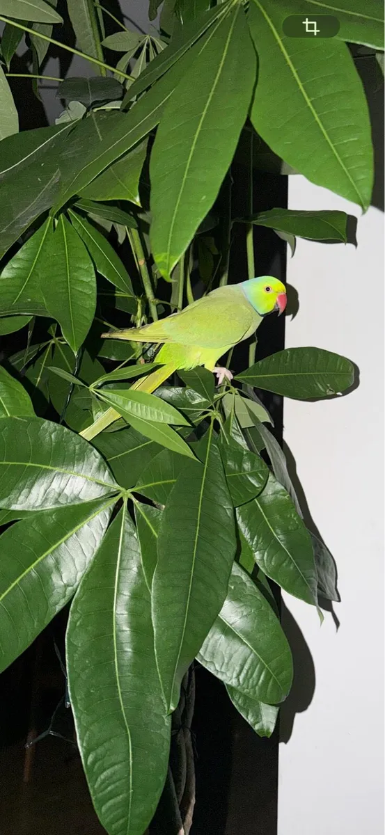 Indian ringneck male - Image 4