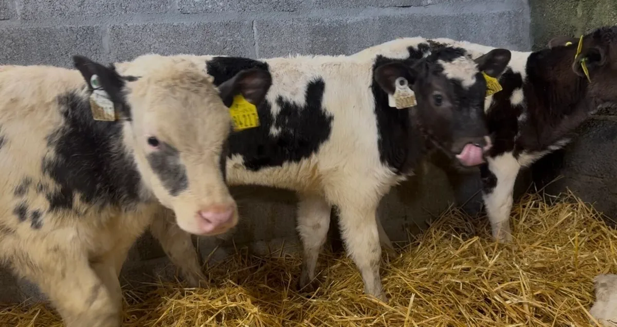 20 smashing AI bred BB heifer calves - Image 2