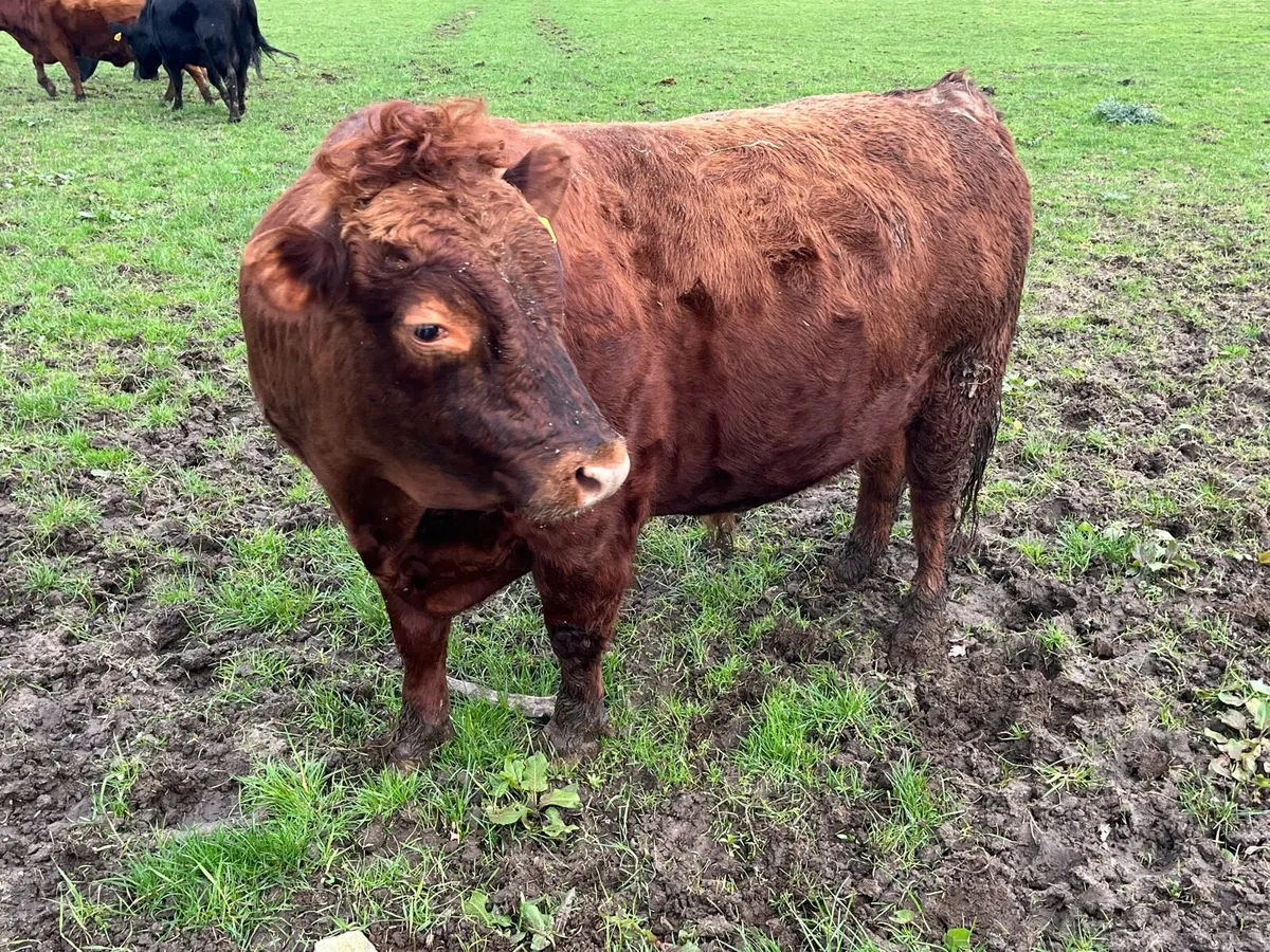 Dexter cows - Image 2