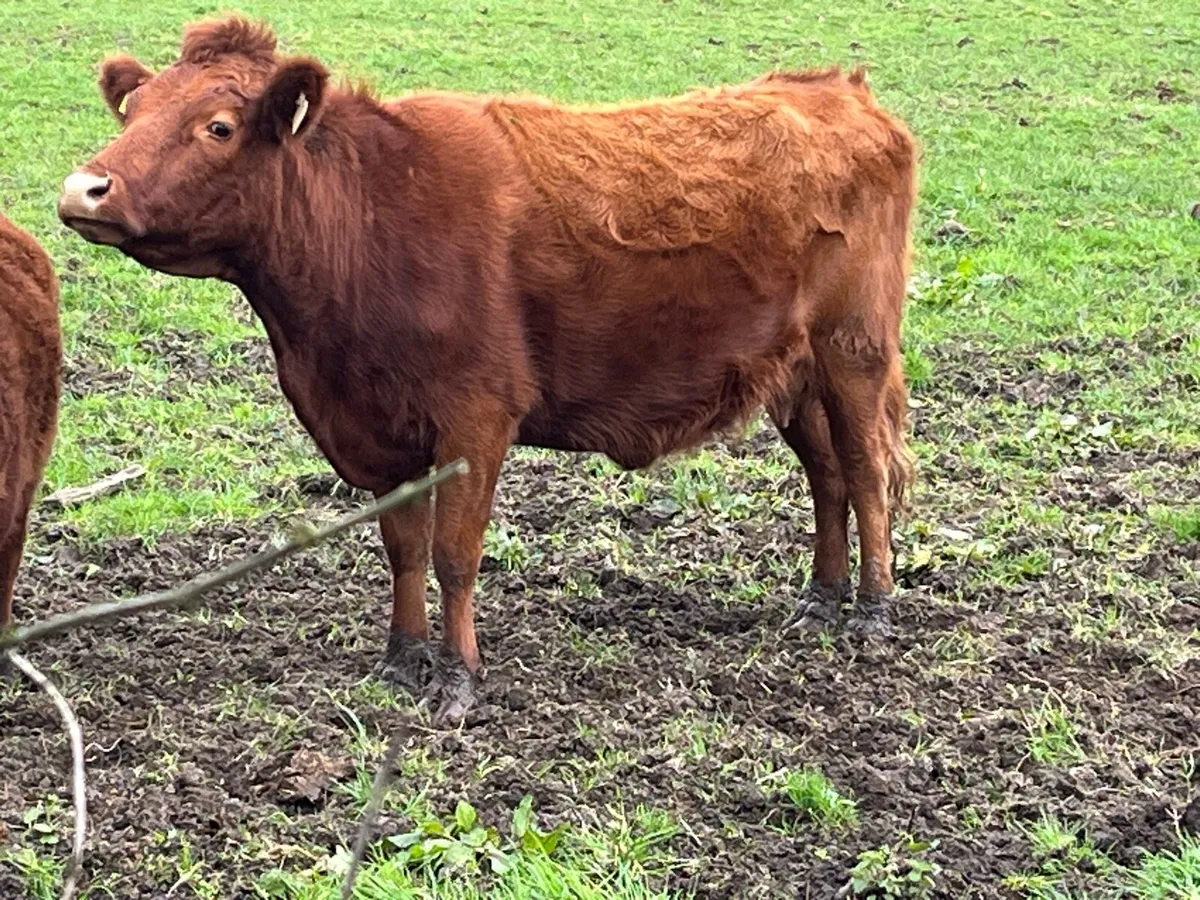 Dexter cows - Image 1