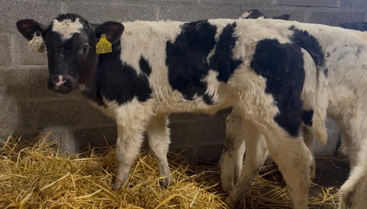 20 smashing AI bred BB heifer calves - Image 1