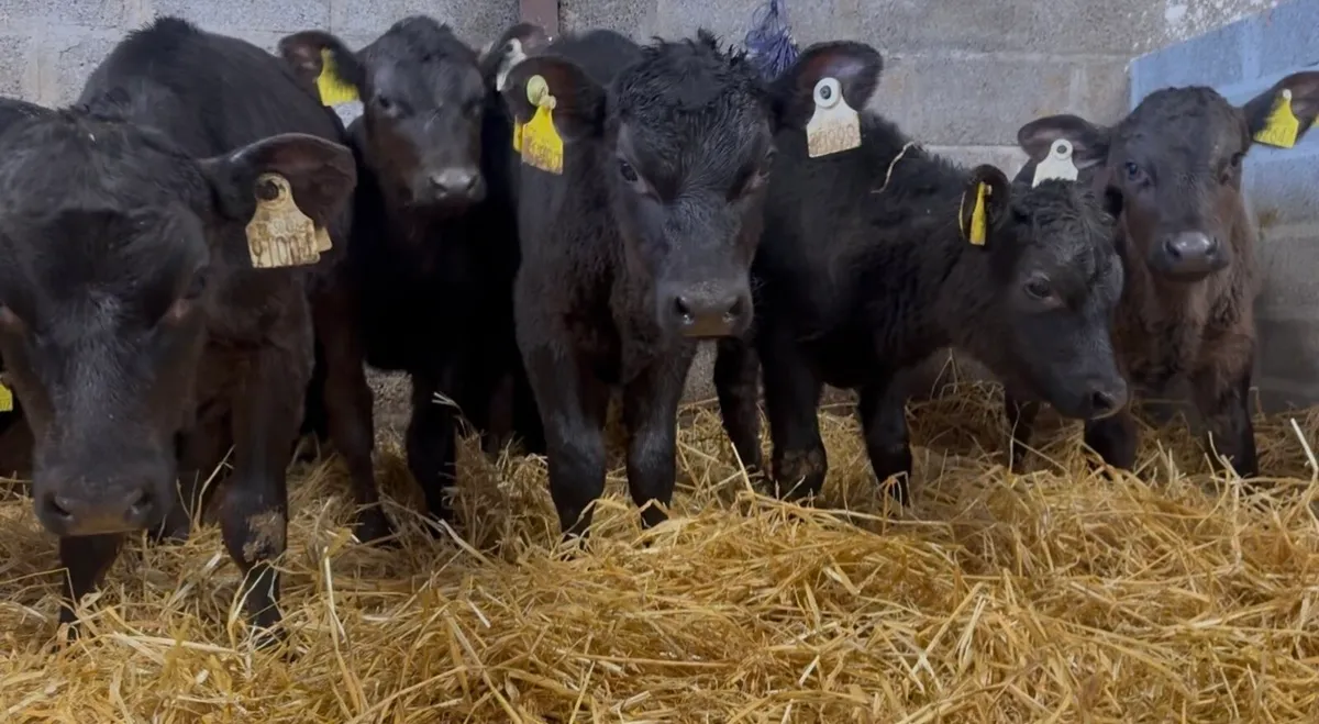 7 smashing AA heifers - Image 1
