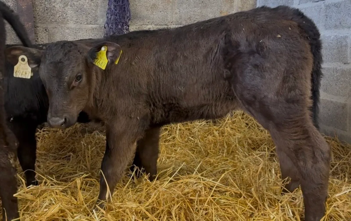 7 smashing AA heifers - Image 2